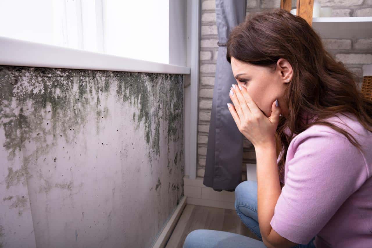 Mold Remediation Services