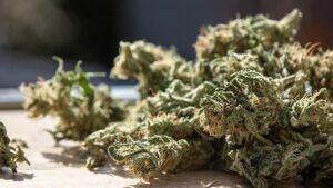 Uncovering Distinct THCA Strains, Designed for Diverse Preferences, And Needs